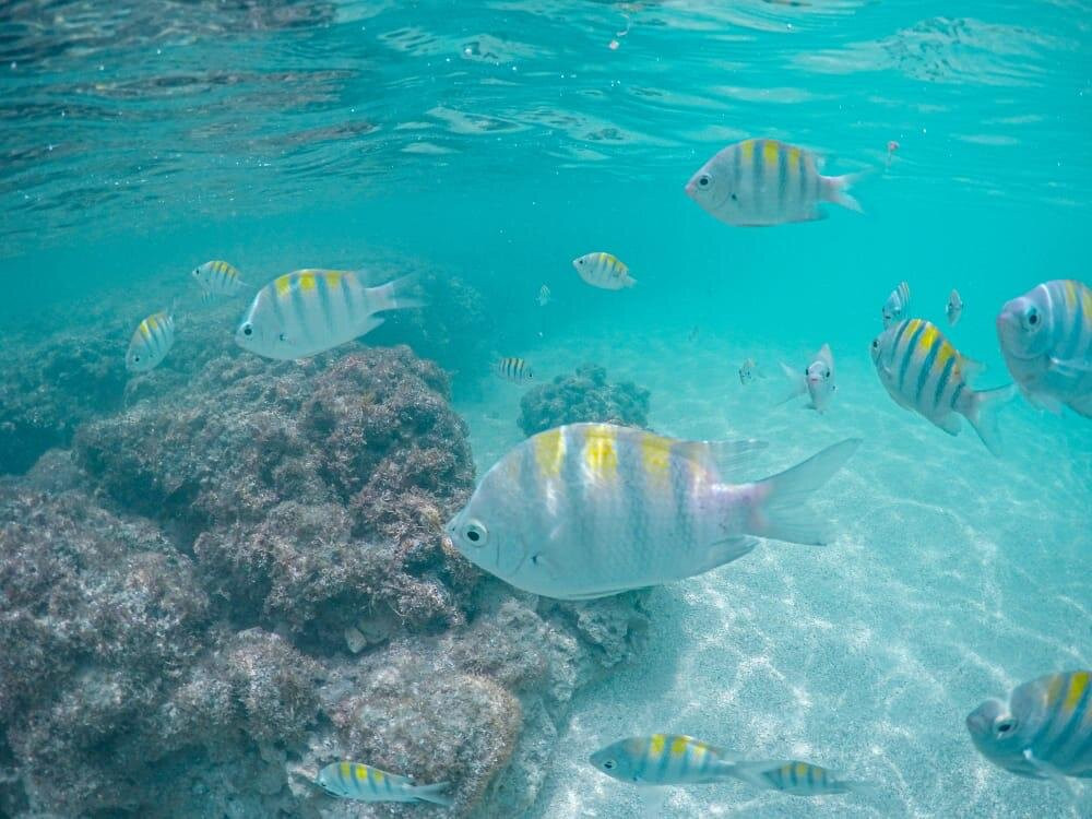 Paraíso receptivo-Maceio必去景点