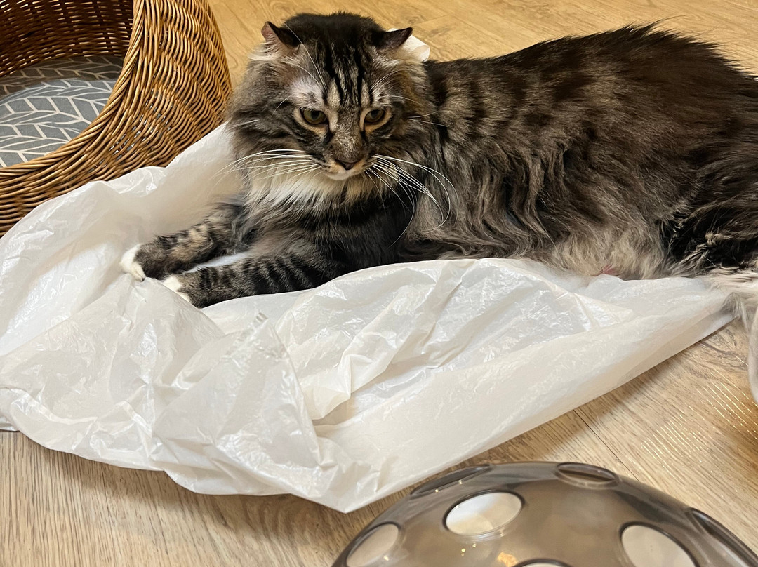 Meomi Cat Café-新加坡必去景点