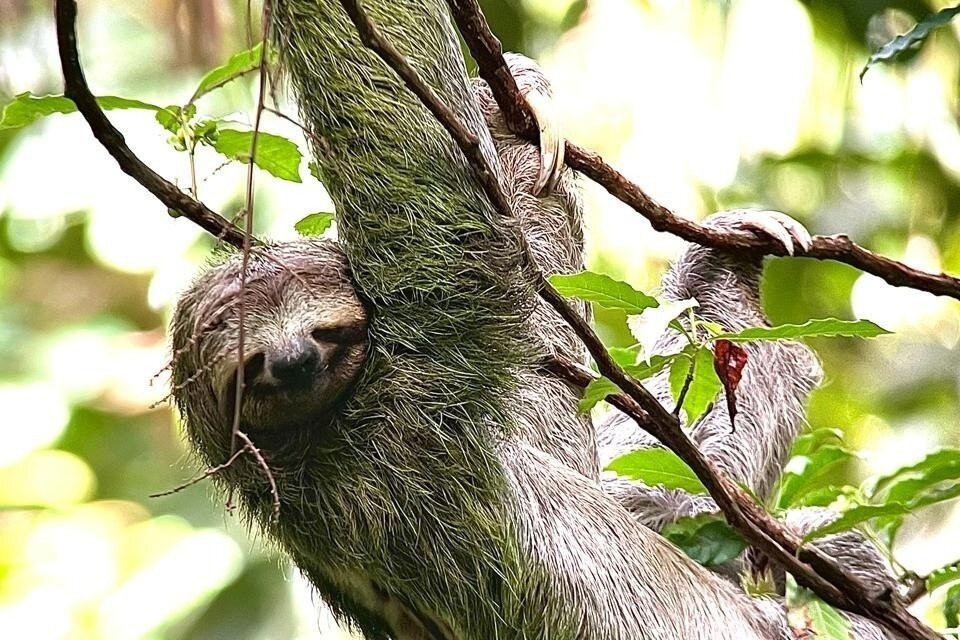 Arenal Sloth tour