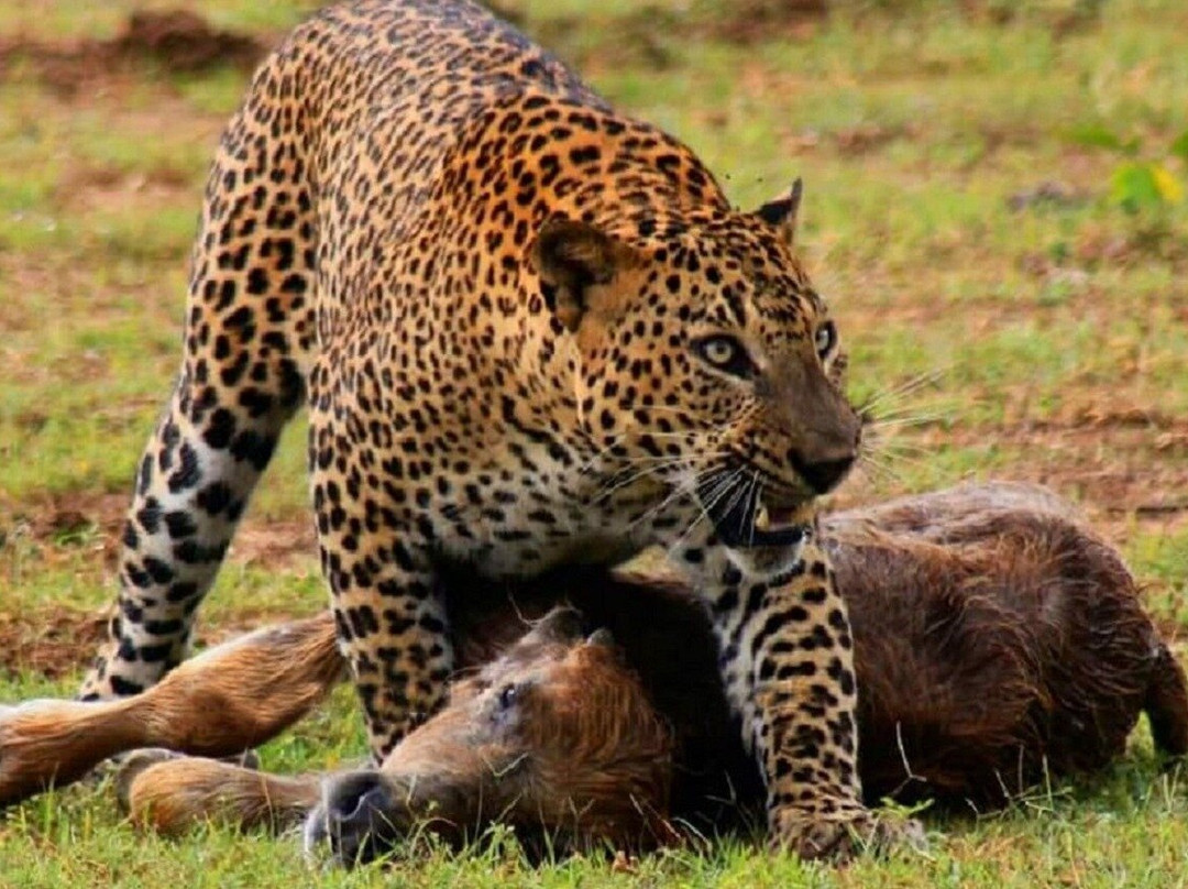 Yala Shenu Safari Tours & Taxi Service-蒂瑟默哈拉默必去景点