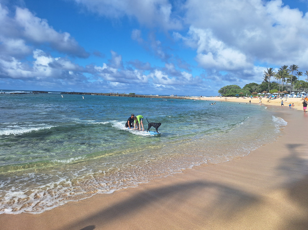 Hawaii Surf Dogs-卡胡库必去景点