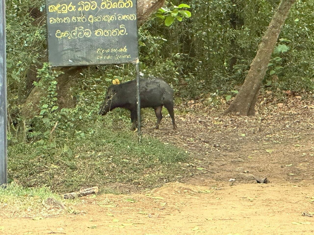 Yala Safari Tours景点图片