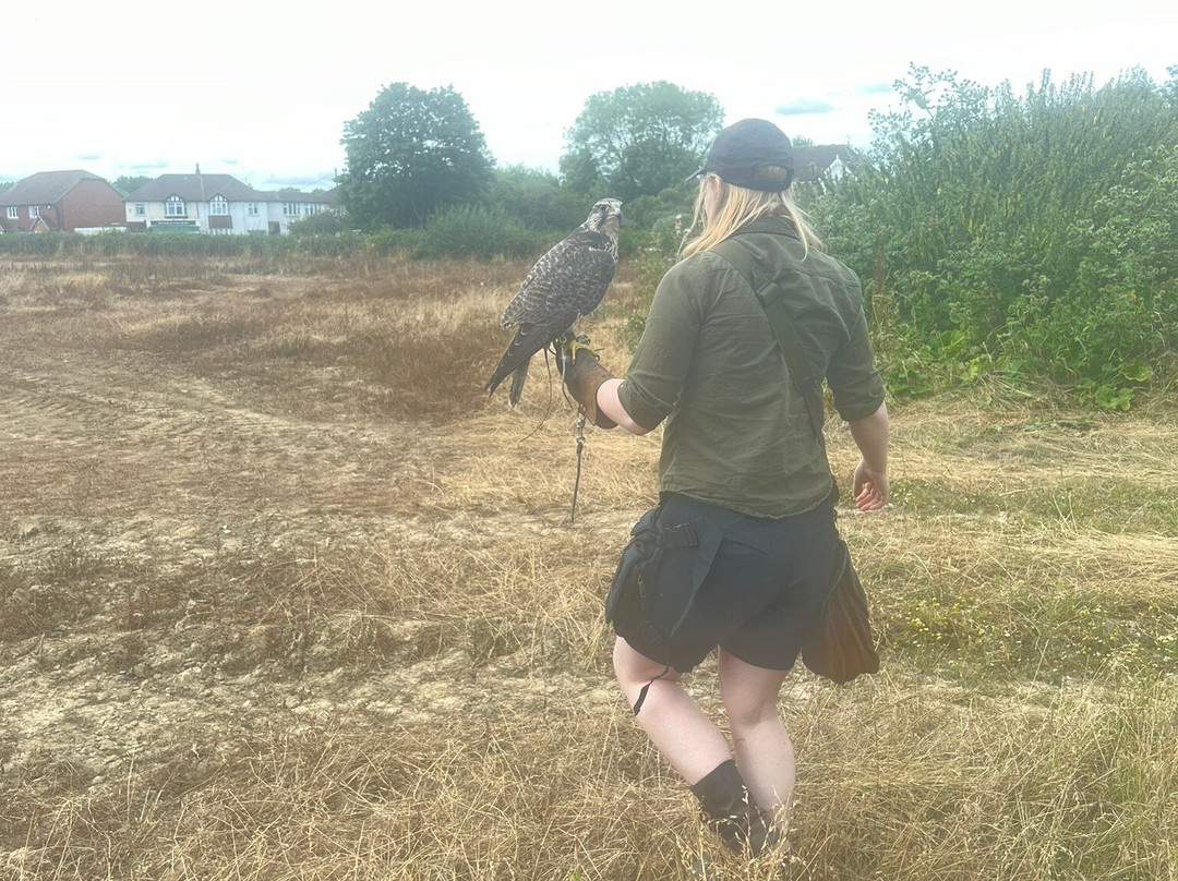 Hawk on the Wild Side景点图片