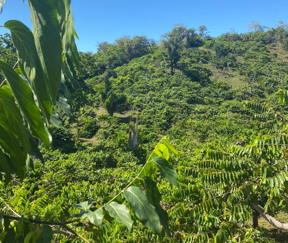 Parfum d’Ylang-Andranobe必去景点