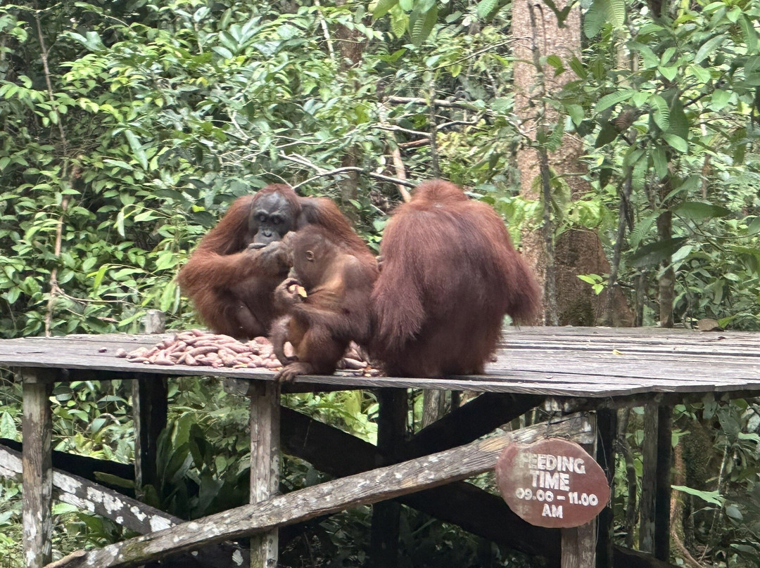 Tanjung Puting National Park-Pangkalan Bun必去景点