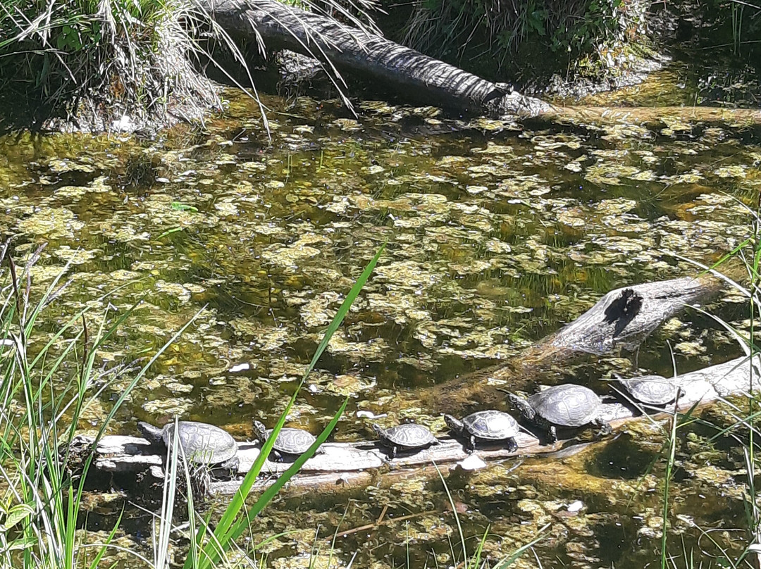 Schloss Orth an der Donau-Orth an der Donau必去景点