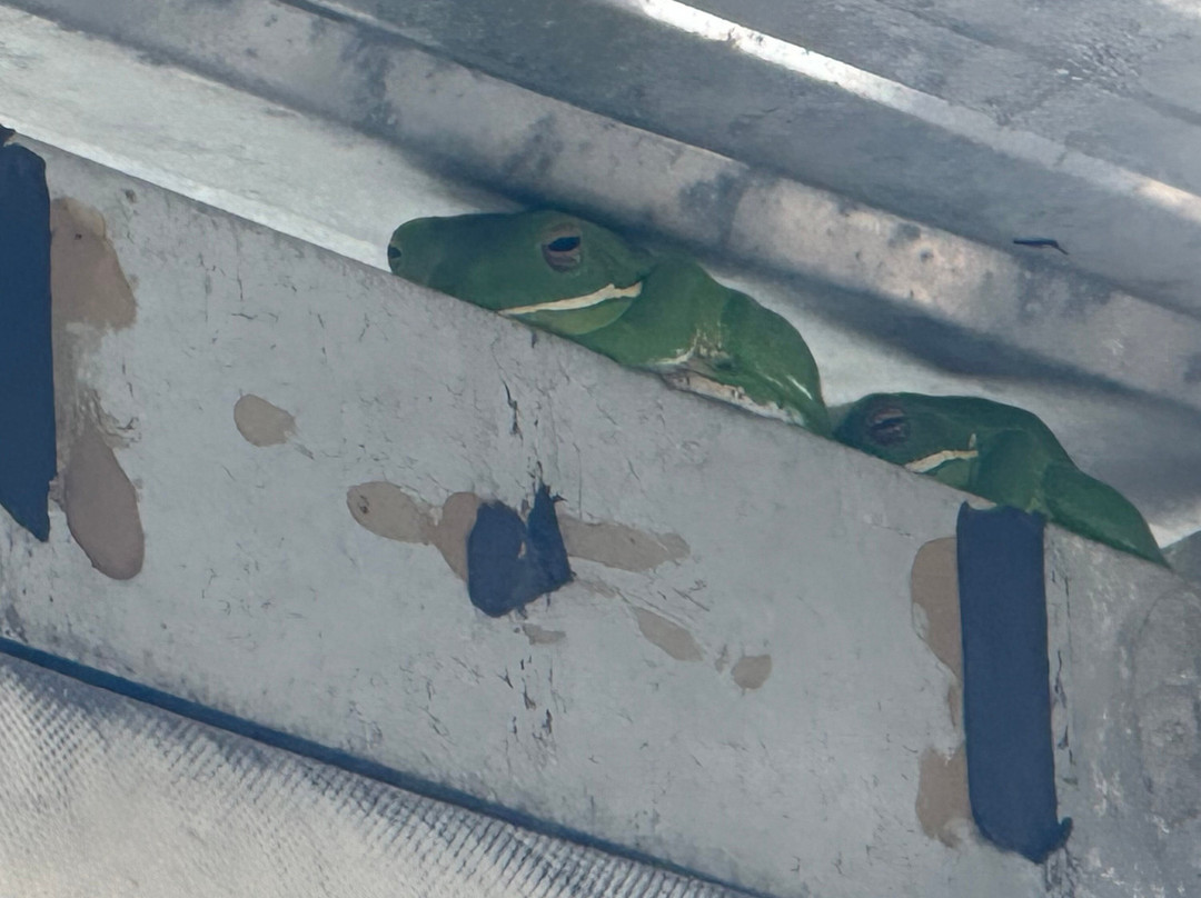 Solar Whisper Wildlife and Crocodile Cruises on the Daintree river-Daintree必去景点