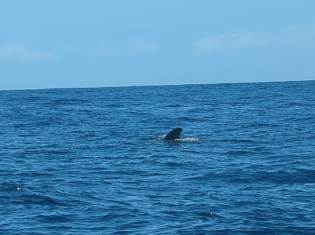 Whale Watch Tenerife-奥德杰海岸必去景点