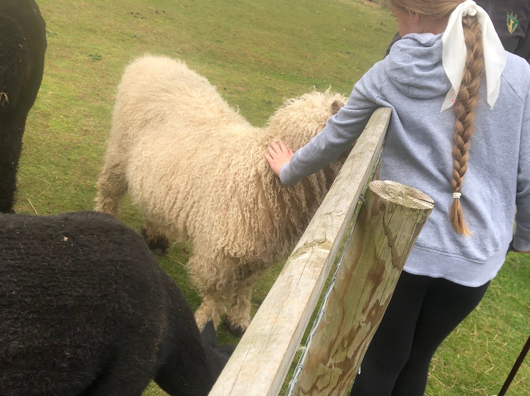 Wildwood Alpacas-Albrighton必去景点
