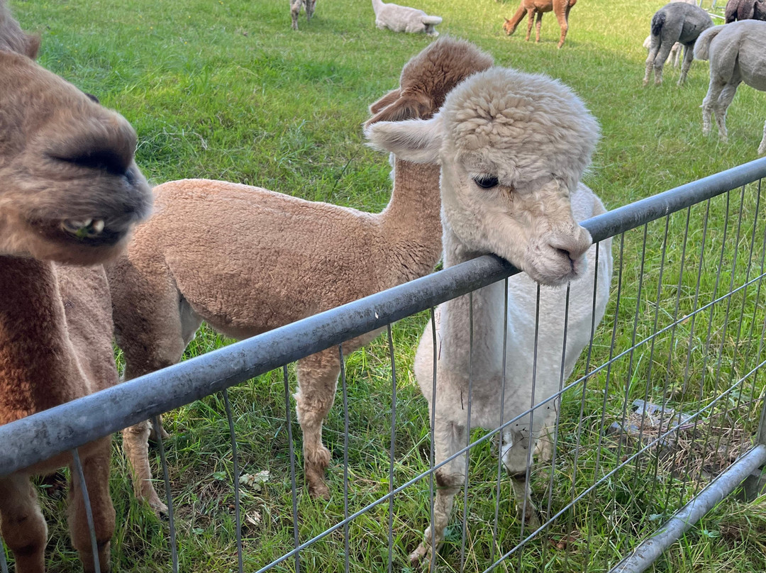 Petlake Alpacas of the New Forest景点图片