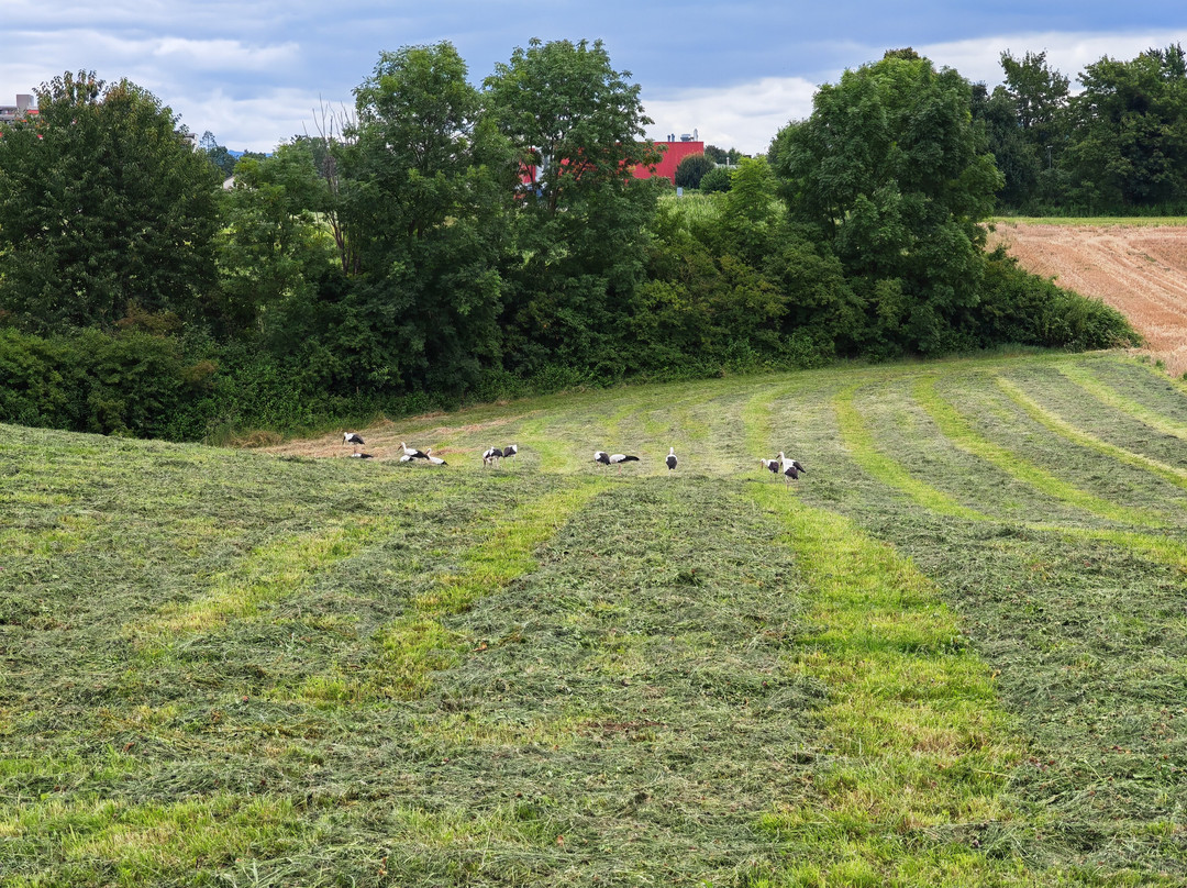 Augusta Raurica-Augst必去景点