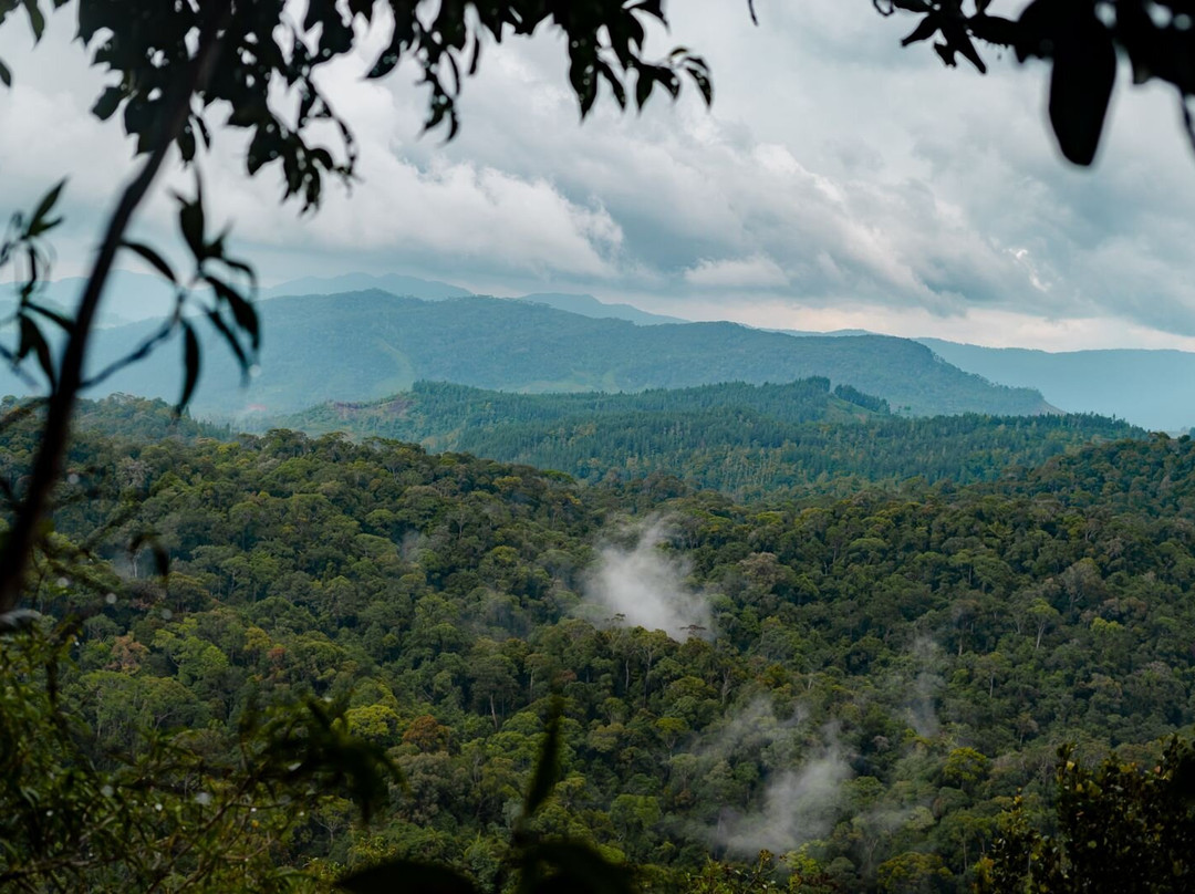 Sinharaja Rain Forest景点图片
