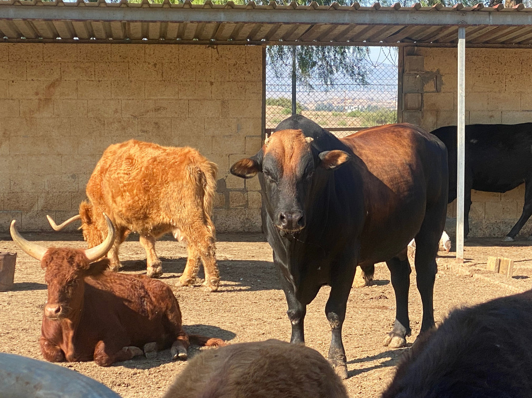 Melios Zoo-尼科西亚必去景点
