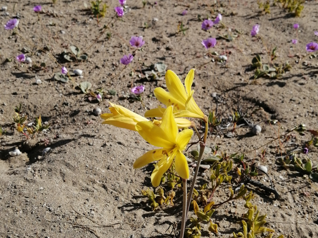 Iglesia de San Vicente de Paul-Caldera必去景点