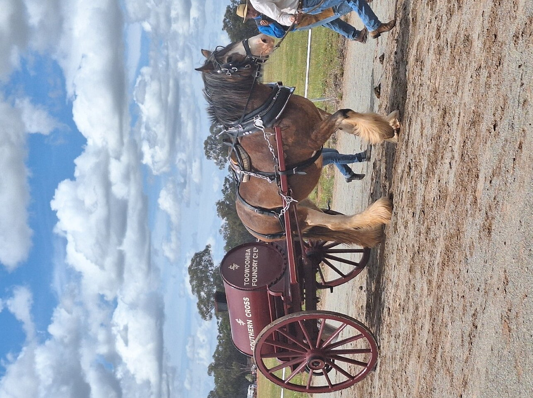 Barellan Working Clydesdale景点图片