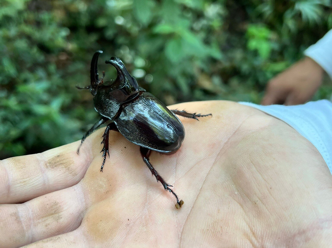 Muriqui Trilhas Ecologicas-Sao Francisco Xavier必去景点