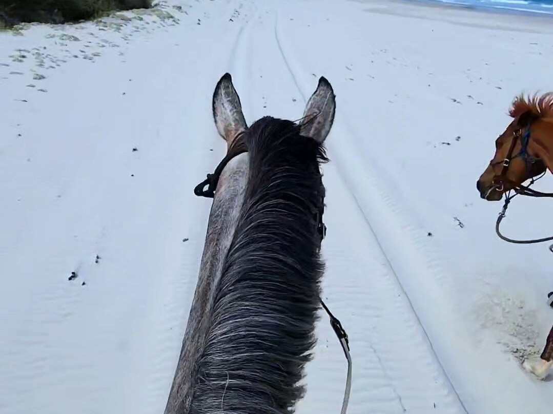 Muttonbird Beach and Shelter Island-奥尔巴尼必去景点
