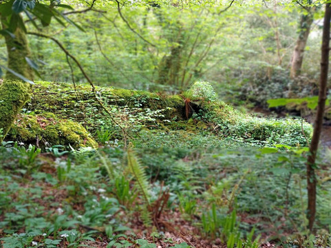 Ruins Of The Ancient Gwaun Woolen Mill