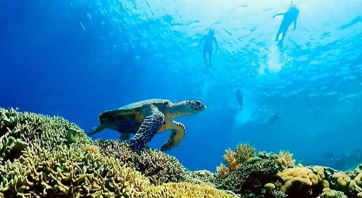 Snorkeling Menjangan Explore景点图片