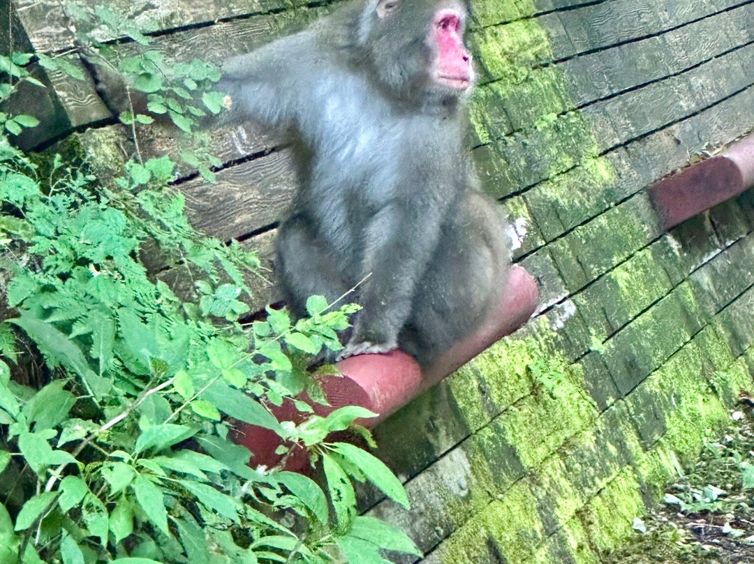 Okutama Chiikishinko-奥多摩町必去景点