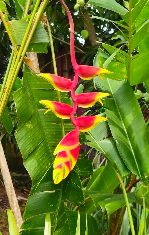 Pousada Famiglia Barthô主图