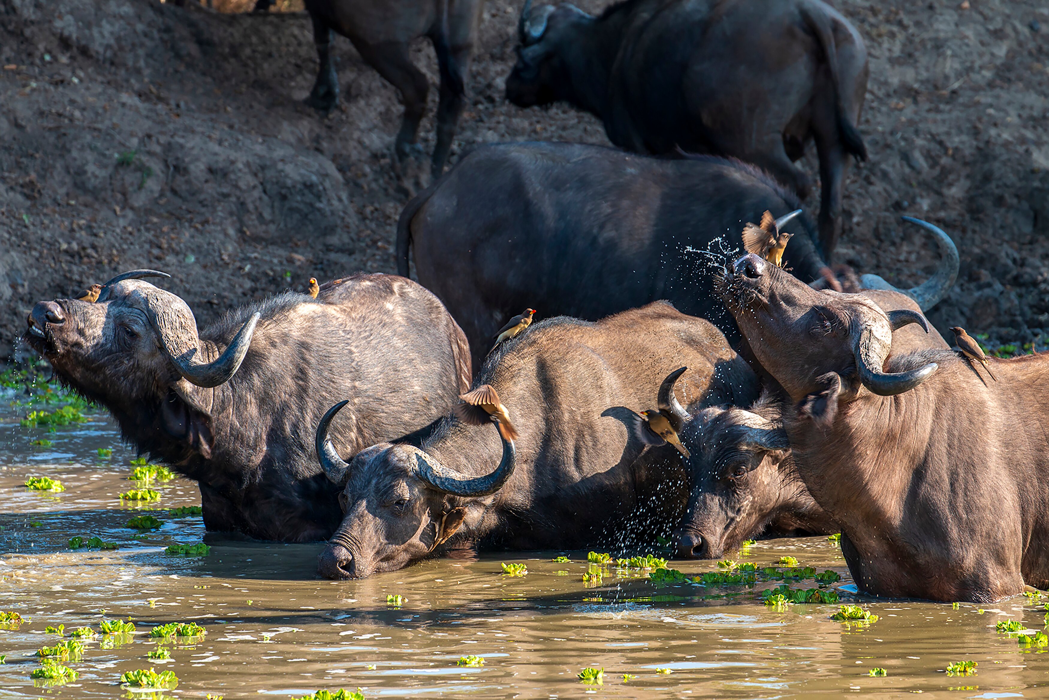 Msandile River Lodge-官方