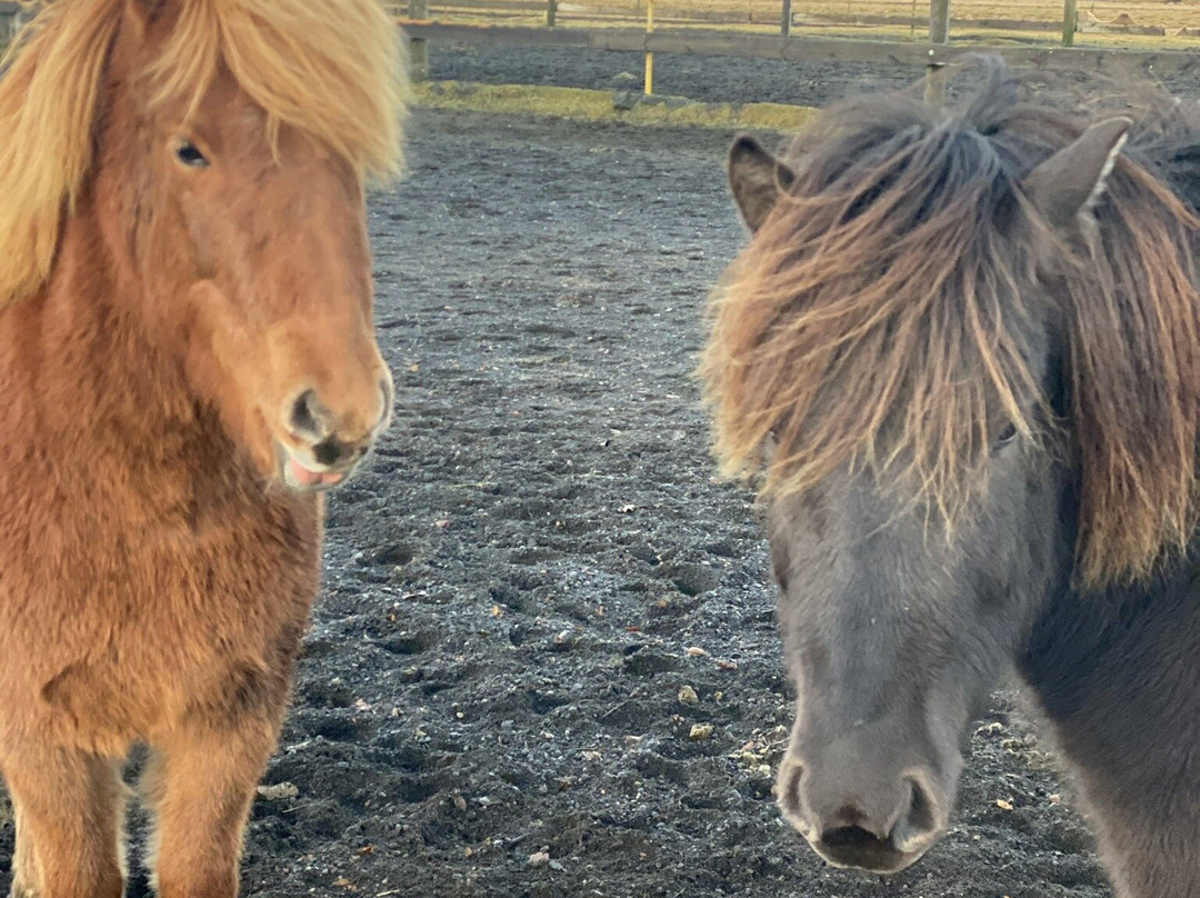 Íslandshestar-塞尔福斯必去景点