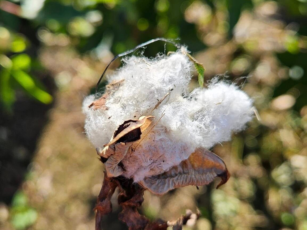 McLeod Plantation Historic Site-查尔斯顿必去景点