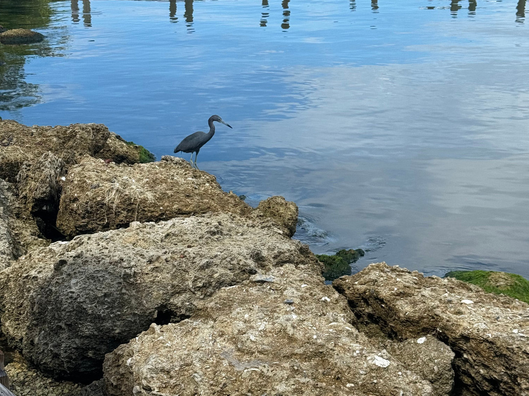 Eau Gallie Arts District景点图片