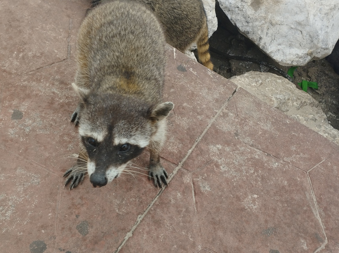 Las Escolleras-坦皮科必去景点