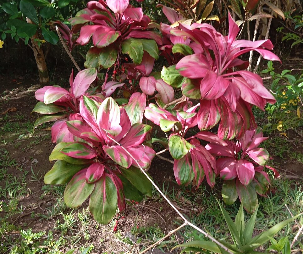 Jardin des 5 Sens-罗德里格斯岛必去景点