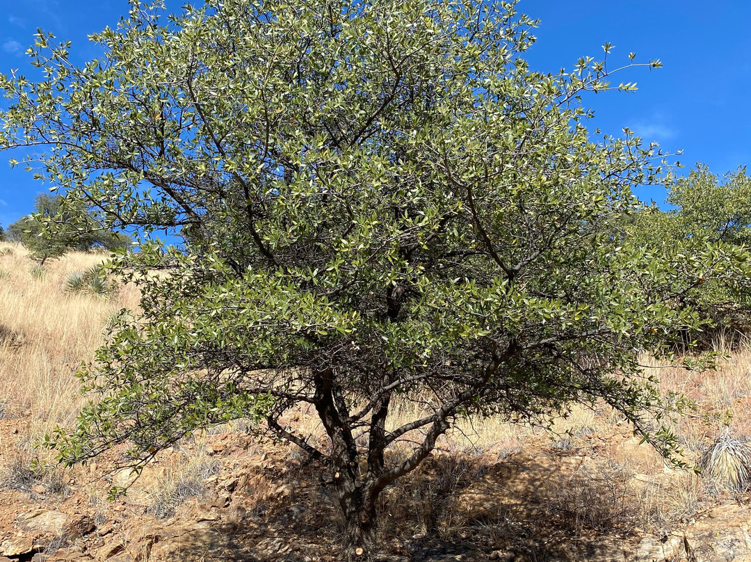 North Tombstone Canyon Trail景点图片