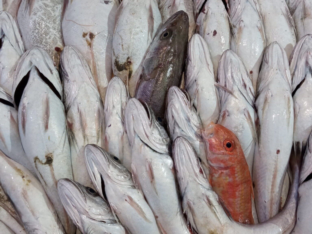 Mercato Del Pesce - Mogliano Veneto-莫利亚诺韦内托必去景点