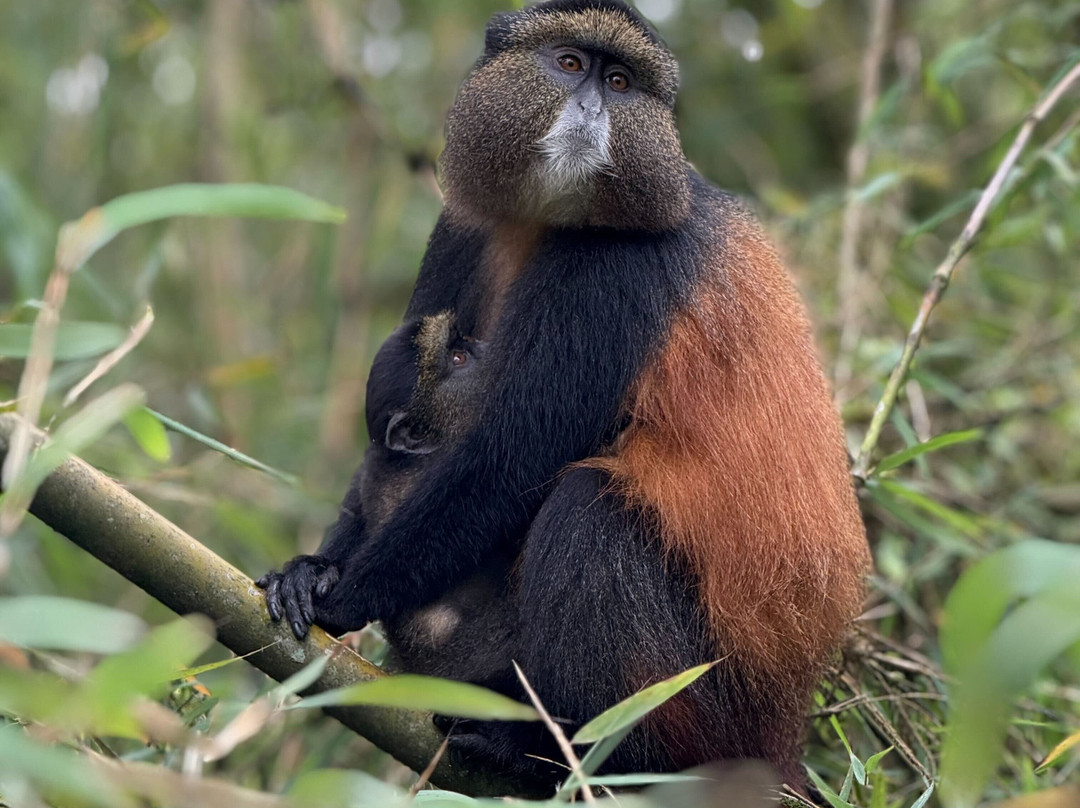 Freka African Holidays-坎帕拉必去景点