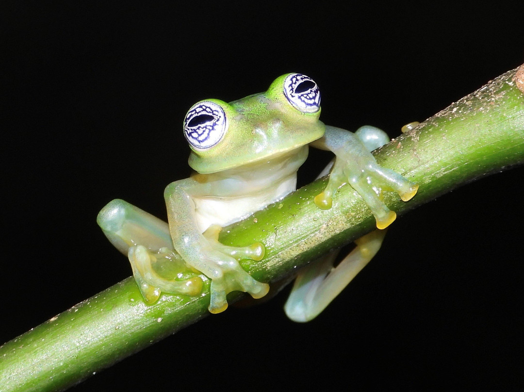 Frogs Heaven景点图片