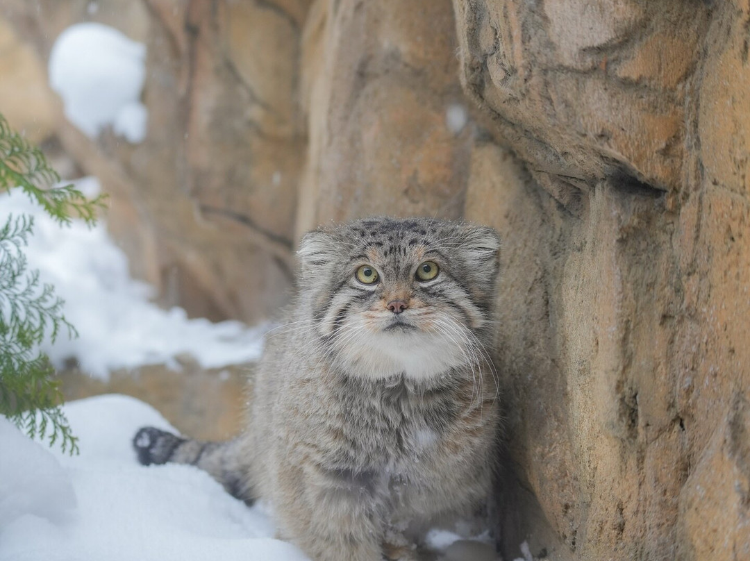 Nasu Animal Kingdom-那须町必去景点