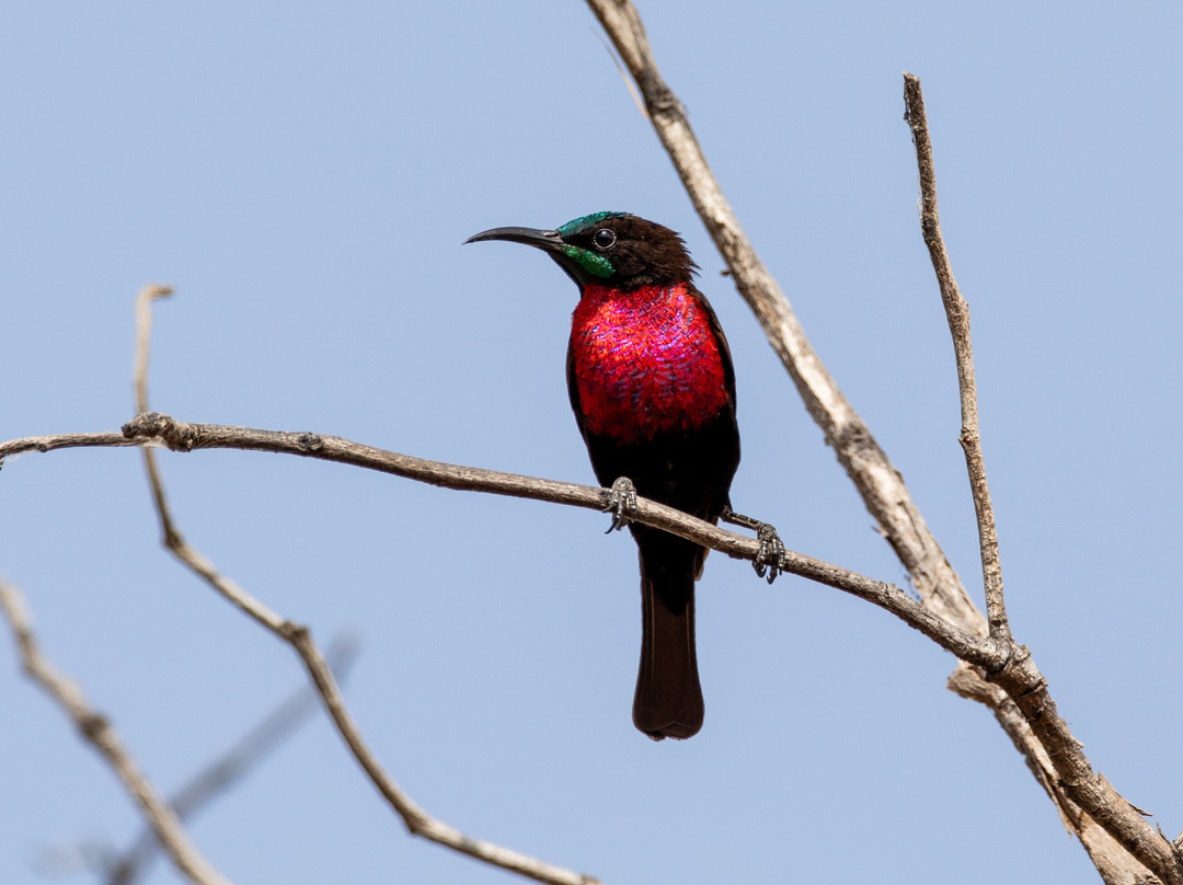 Senegambia Birding景点图片