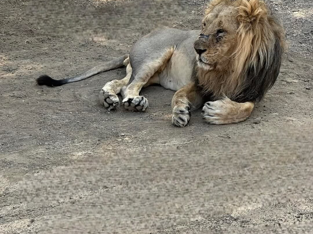 Ambardi Safari Park景点图片