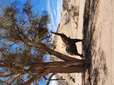 C Africa Safaris & Tours-温德和克必去景点