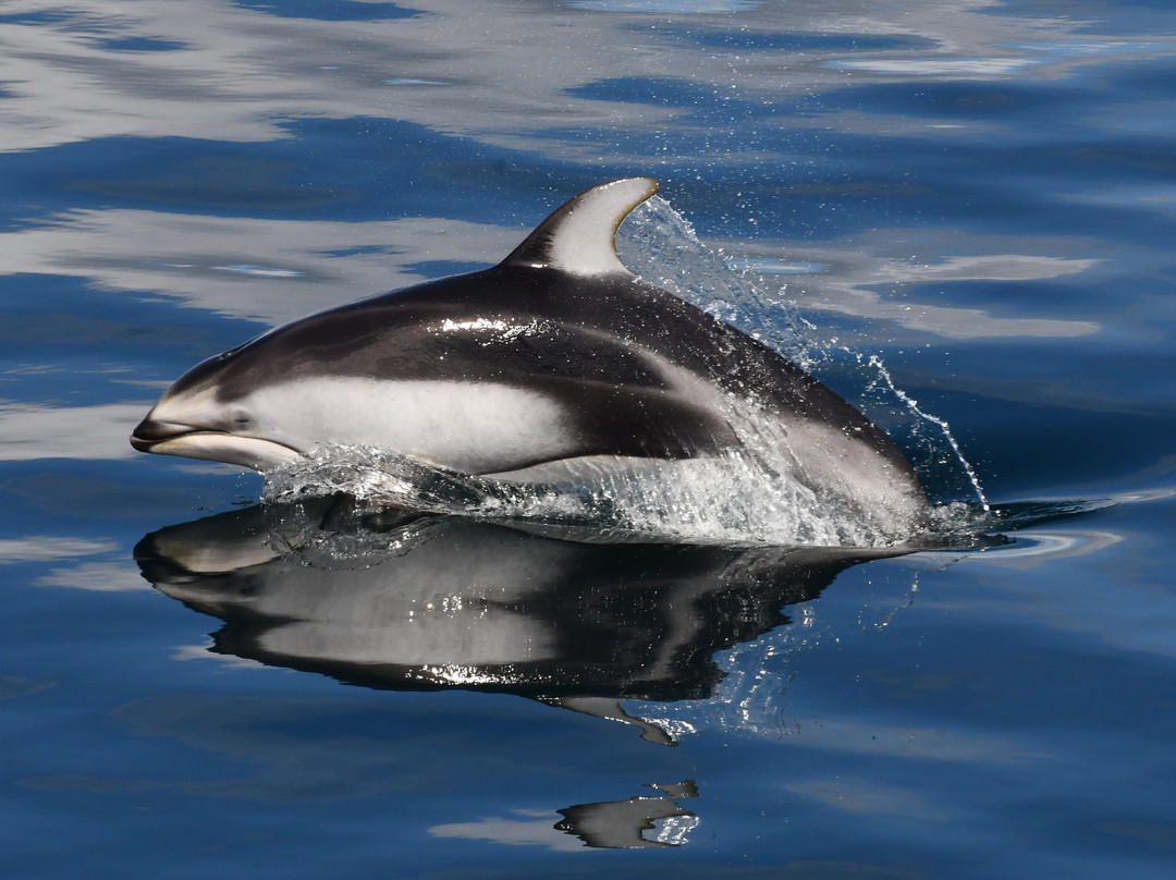 Prince Of Whales Whale Watching-Telegraph Cove必去景点
