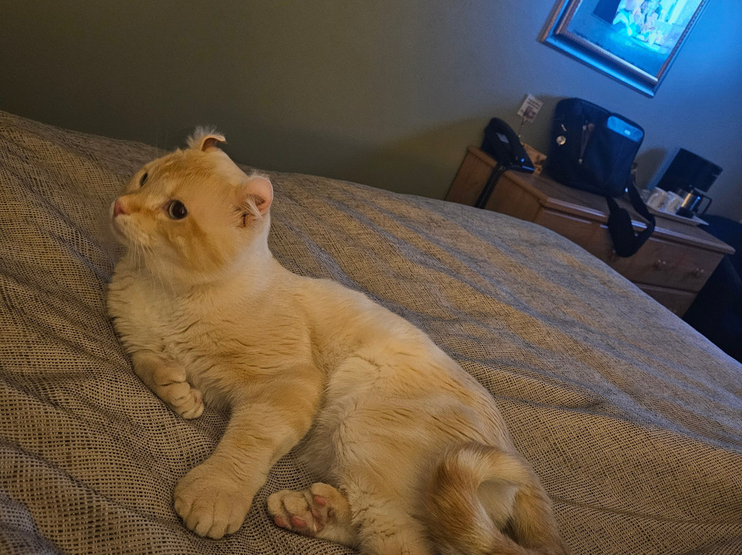 Motel des Cascades主图