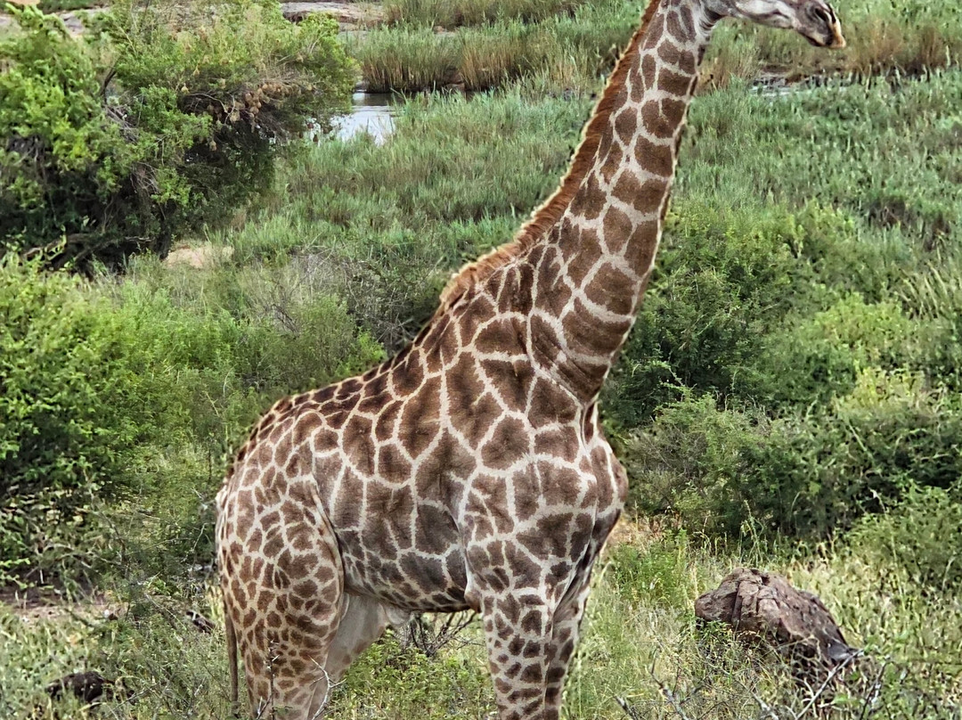 Inn Africa Camp  & Tours-克鲁格国家公园必去景点