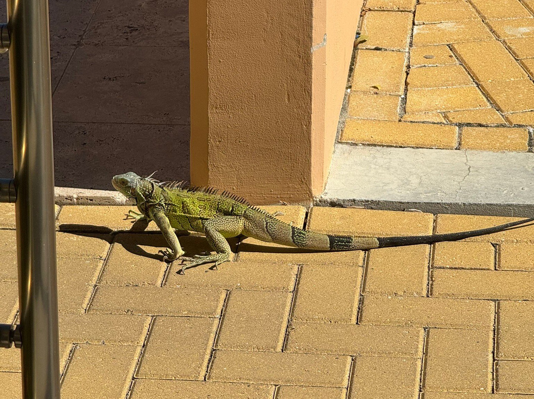 Oceans At Divi Little Bay主图