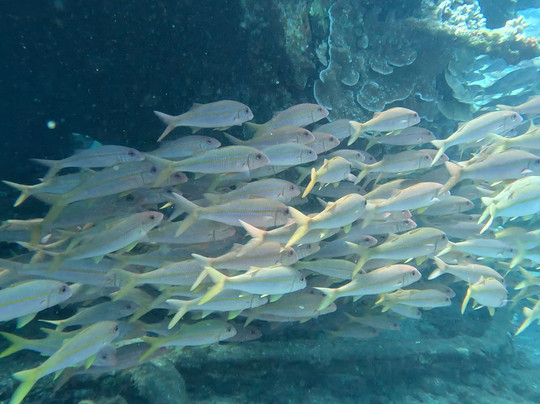 Dive Maui-拉海纳必去景点