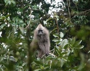 Nungunungu-姆贝亚必去景点