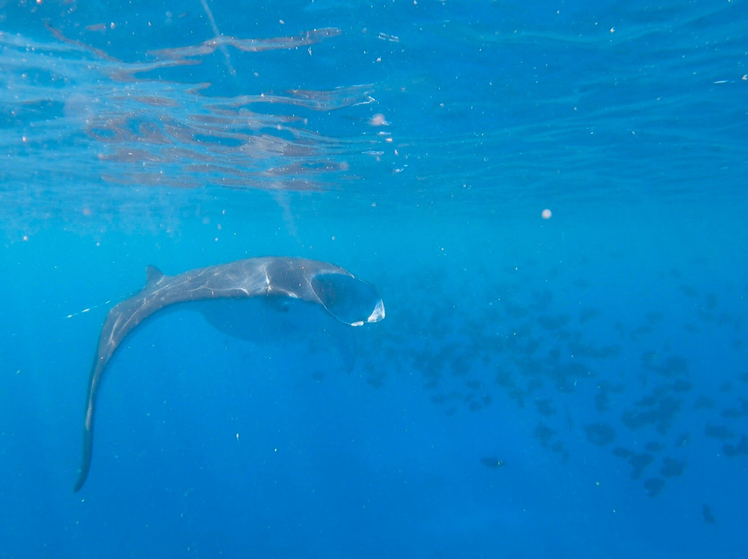 Hawai'i Surf and Kayak-普阿克必去景点
