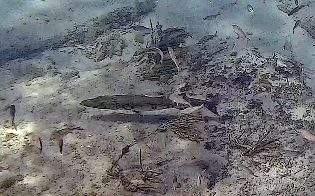 Vieques Snorkel Tours-维切克岛必去景点