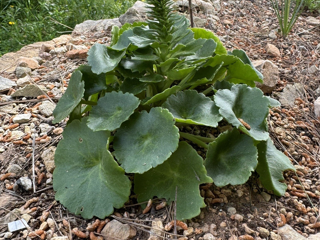 Ghar Dalam-Birzebbuga必去景点