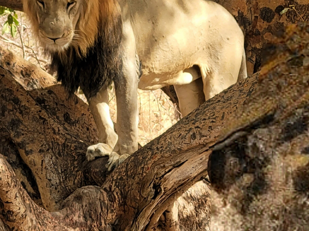 Fathala Wildlife Reserve-Dassilame Ba必去景点