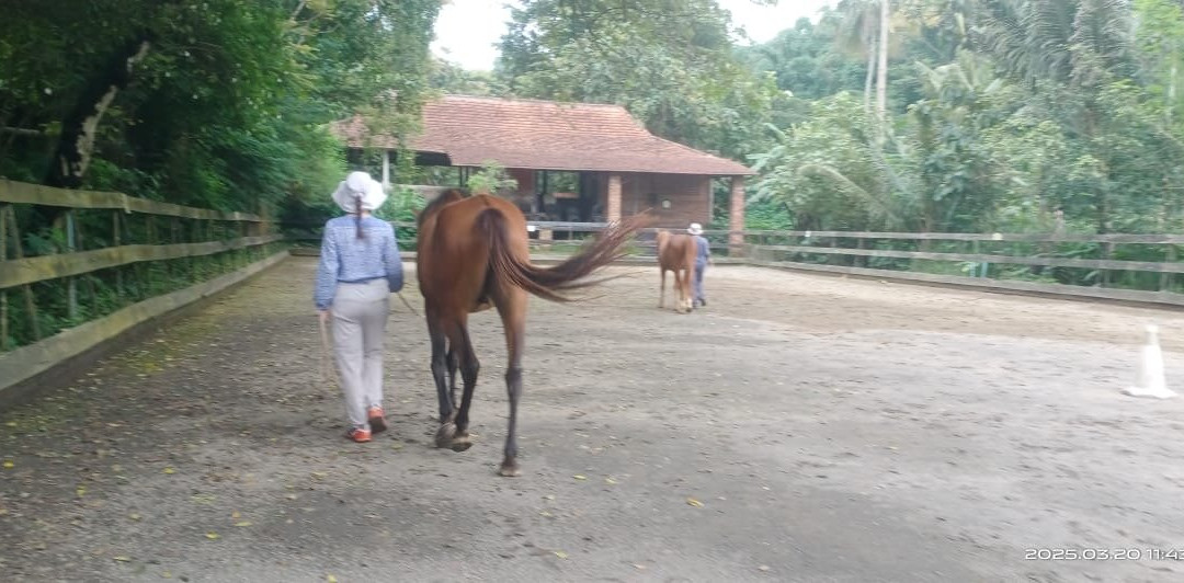 Havana Horses-沙拉迪加必去景点